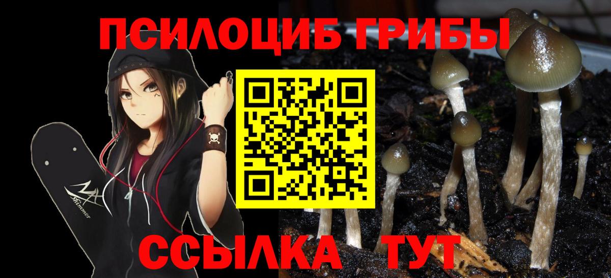 Лесной  Псилоцибиновые грибы прущие грибы  Галлюциногенные грибы Psilocybine cubensis  Вход с VPN 